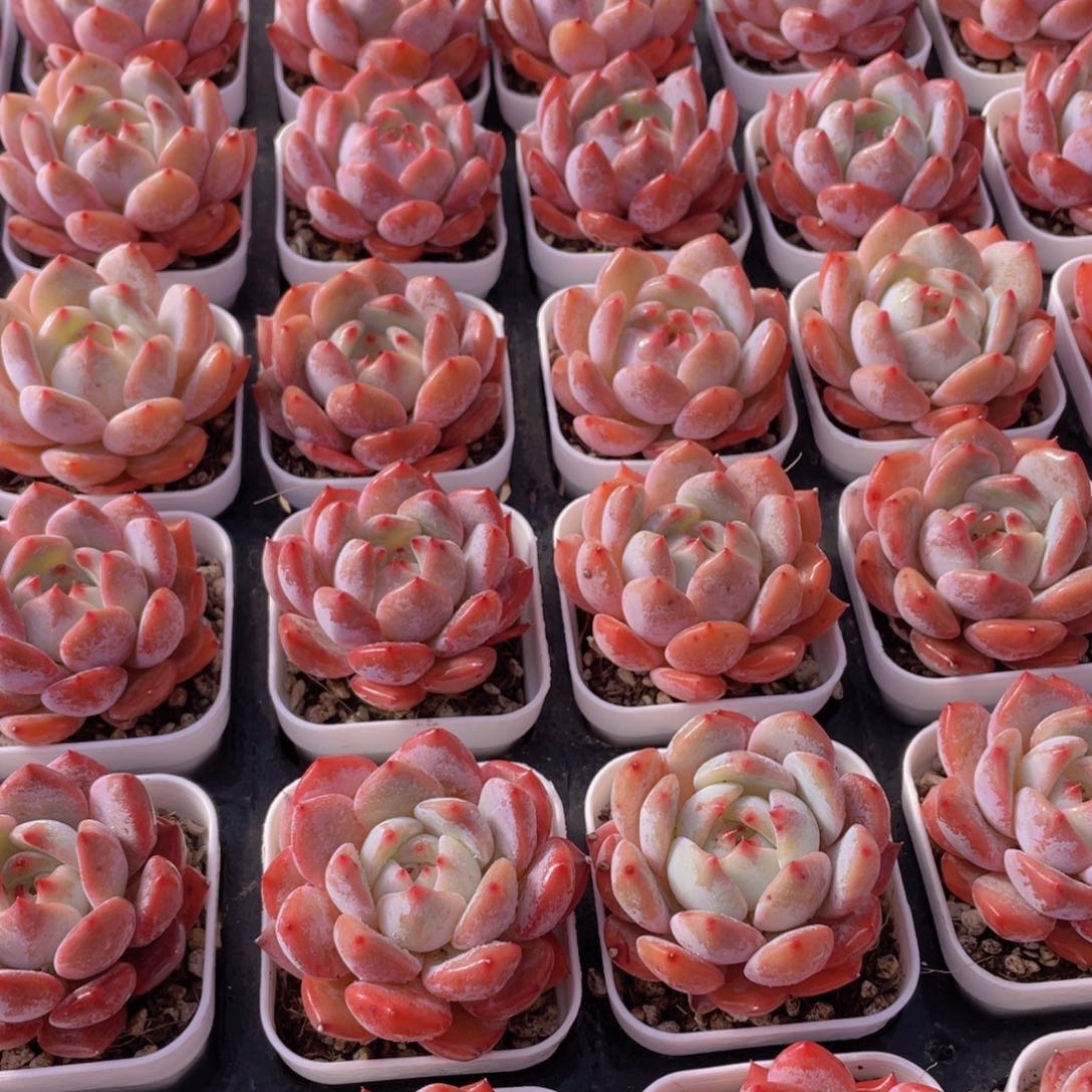 量拍145号 墩墩橙单头2个