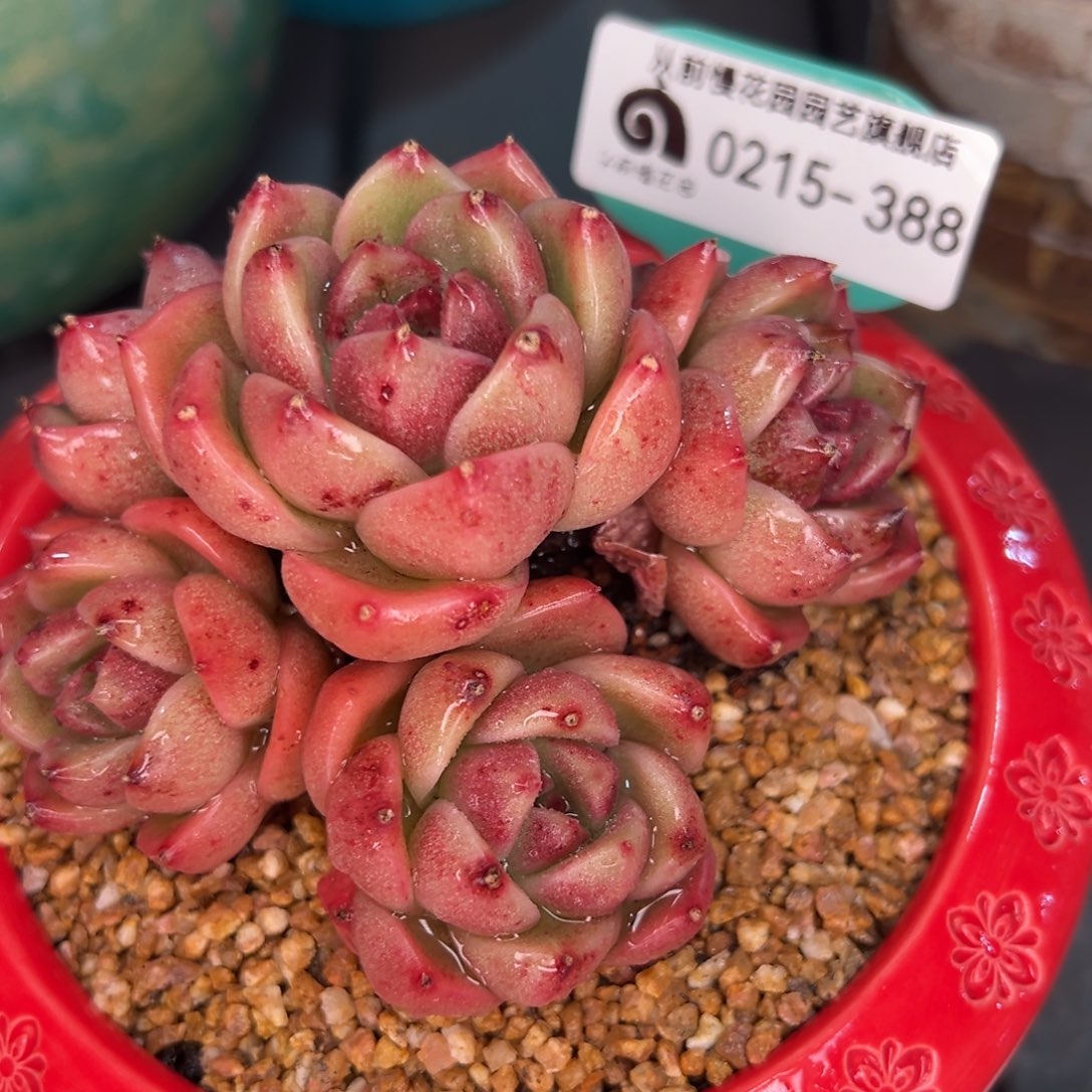 从前慢多肉精选编号0215.388