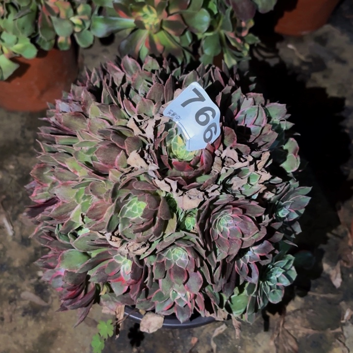 766万花筒多肉植物不售后