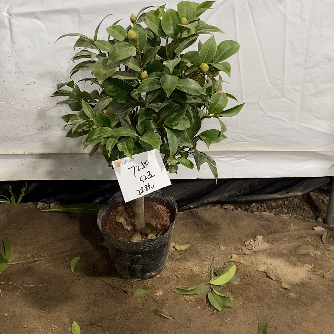 完全开放一物一拍的茶花