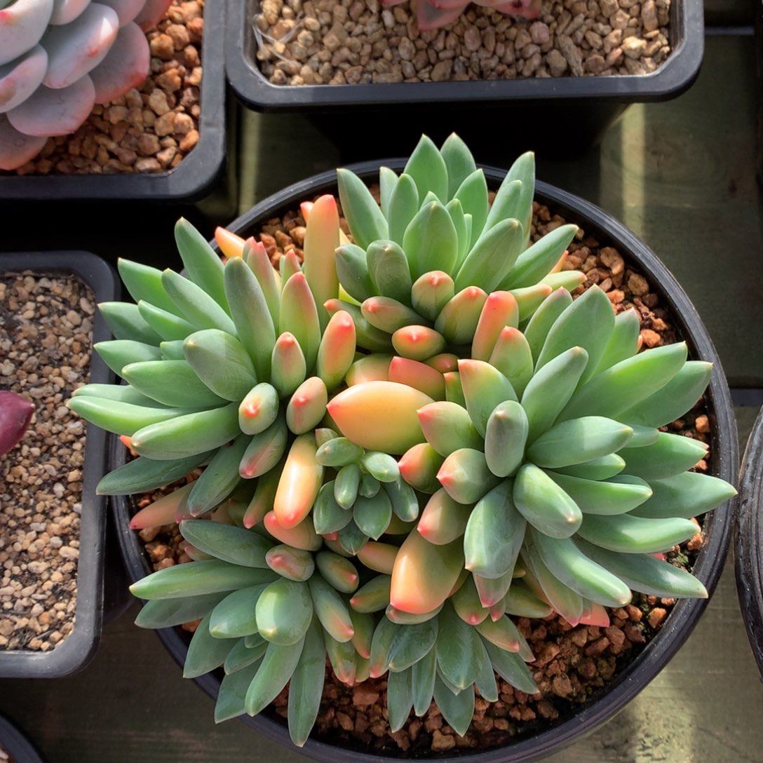 云朵泡泡 多头 一颗   