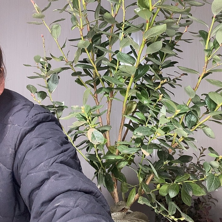 完全开放蓝莓苗带走了