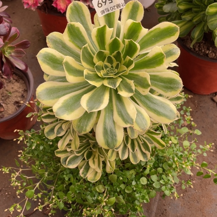 569白兰地多肉123456789