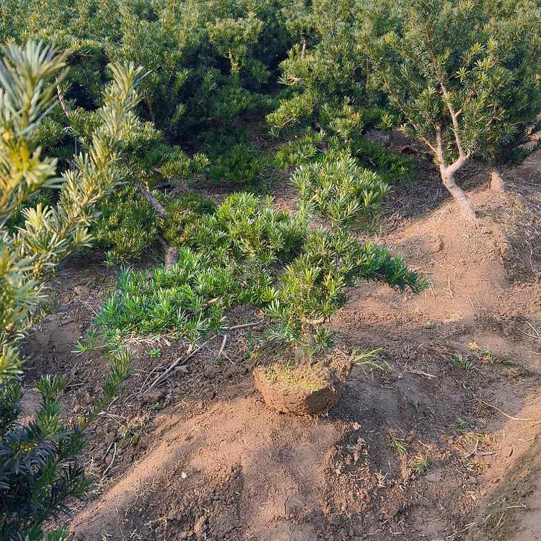 罗汉松盆景艺术一****，