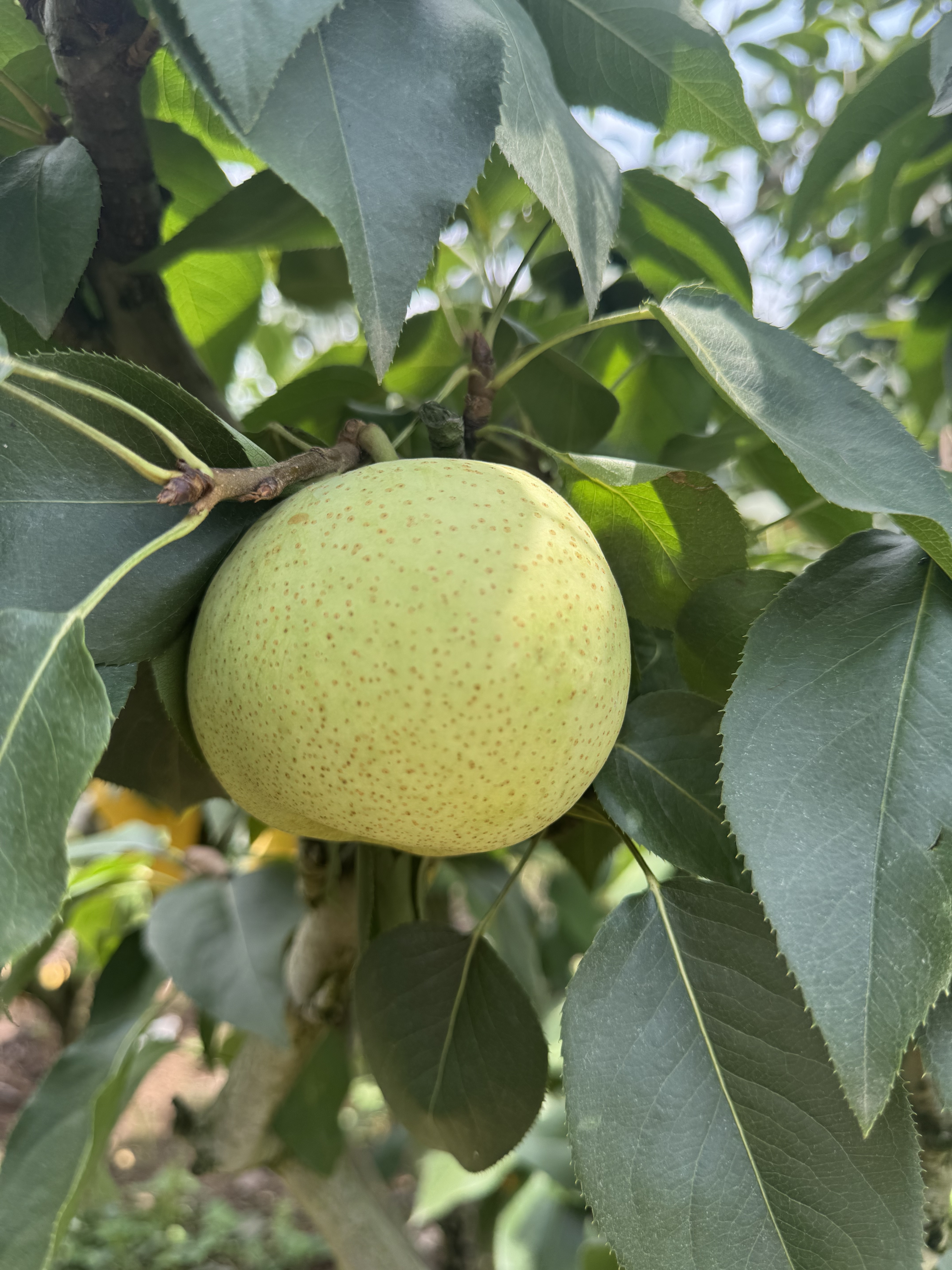 正宗乐至苹果梨脆甜多汁新鲜当季水果现采现发