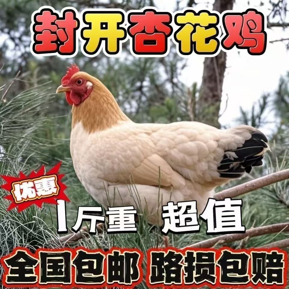 一斤左右杏花鸡土鸡宠物鸡长尾鸡【顺丰包邮】到手6只