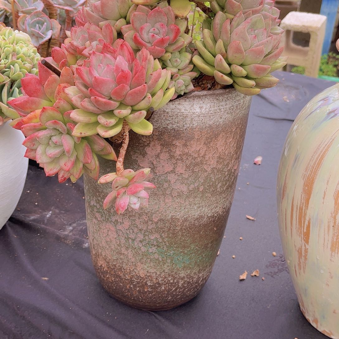 牛****园多肉植物保护