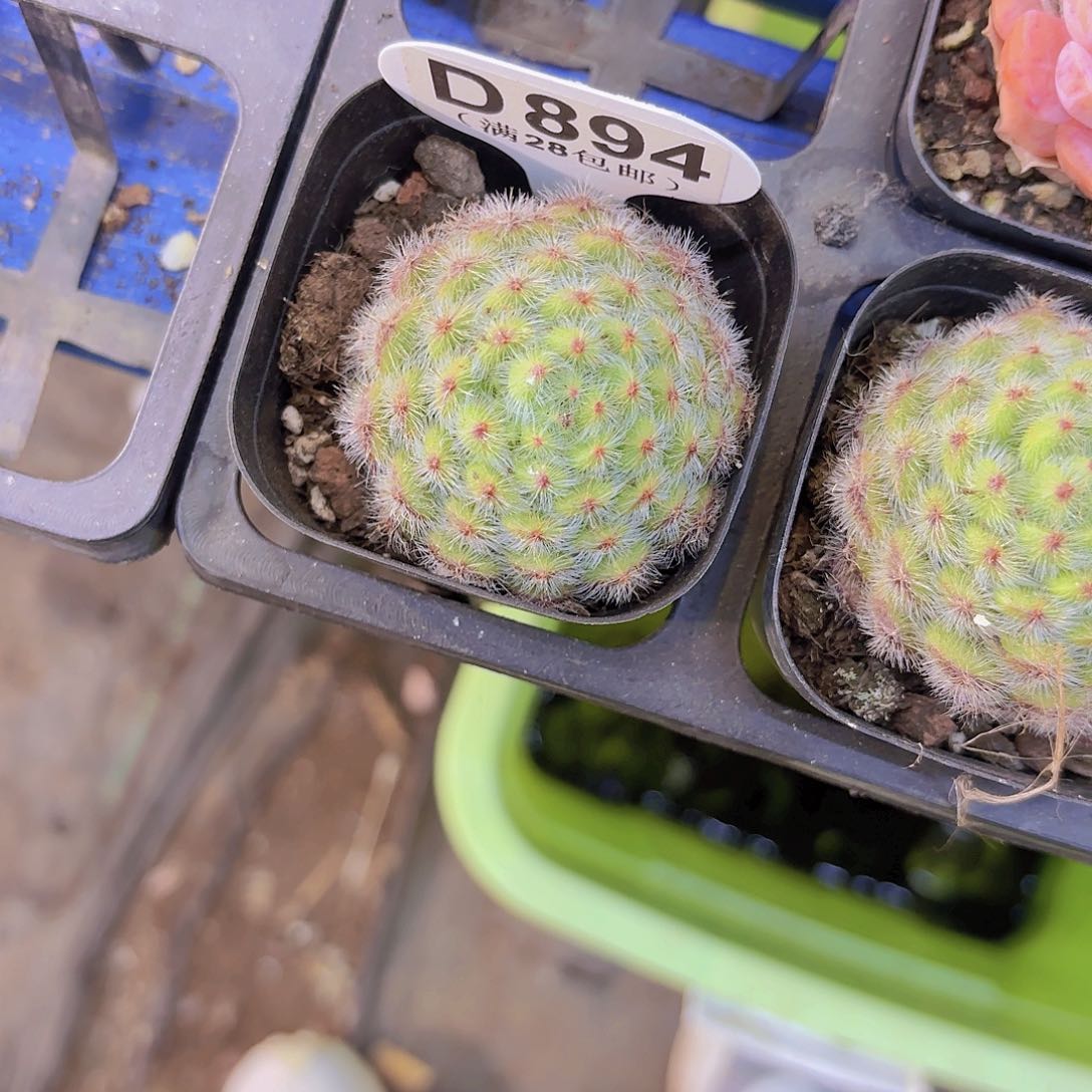 D884黄金果一物一拍