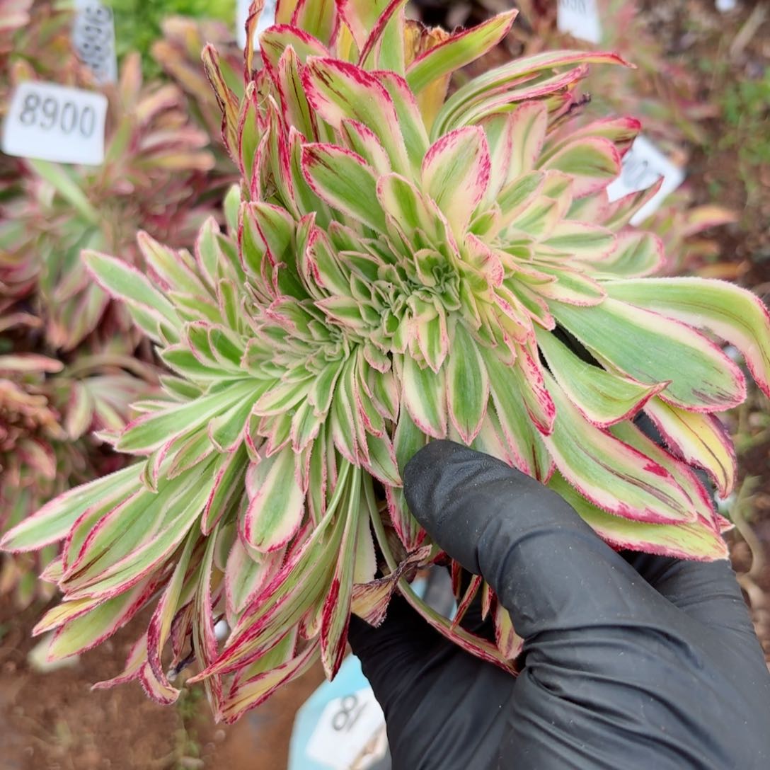 你8904 号多肉法师特价没有根