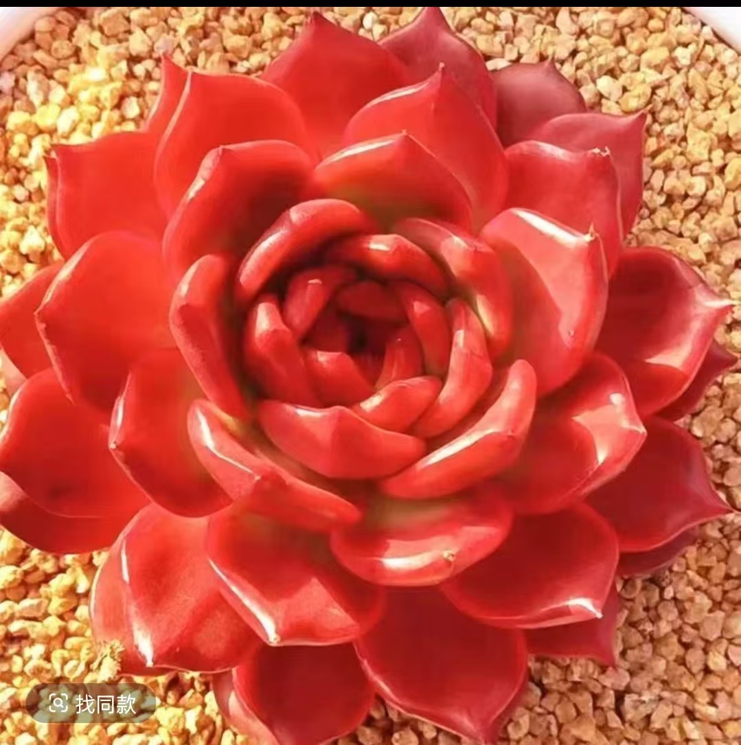 精品钻石贝拉多肉新手好养