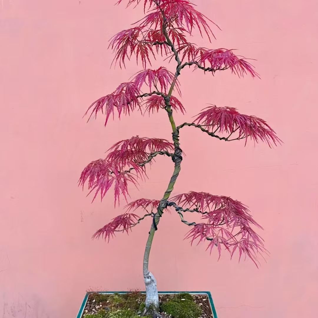 羽毛枫树庭院植物日本红枫苗红绿羽毛枫苗盆栽花卉庭院别墅枫叶树