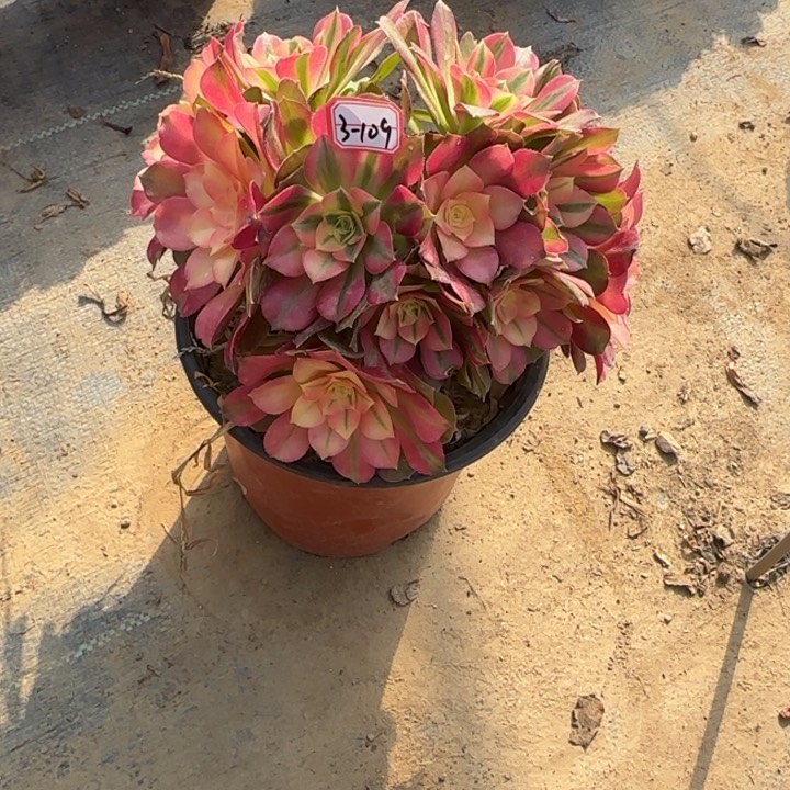 3-109香妃有砍处理不售后多肉植物