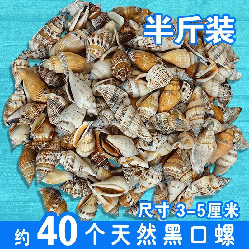 天然海螺贝壳小海螺贝壳寄居蟹换壳diy手工