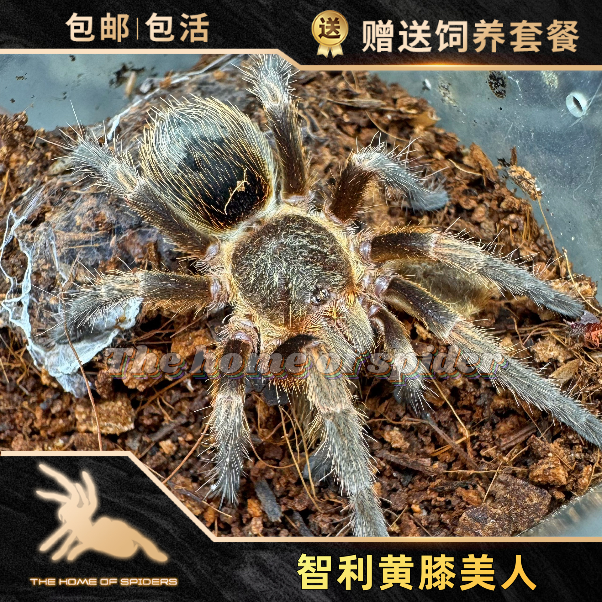 智利黄膝美人蜘蛛Euathlus valparaiso蓝腿美人同属温顺不踢毛