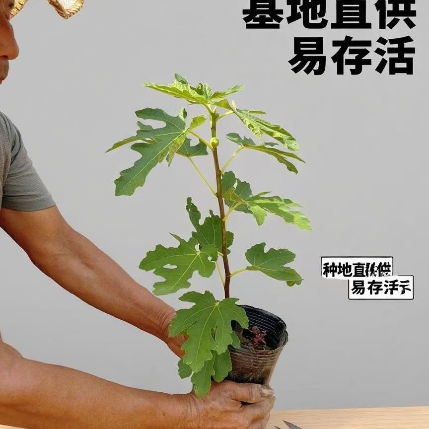 2波姬红无花果品种带叶原盆带土南北可种庭院阳台种植当年结果