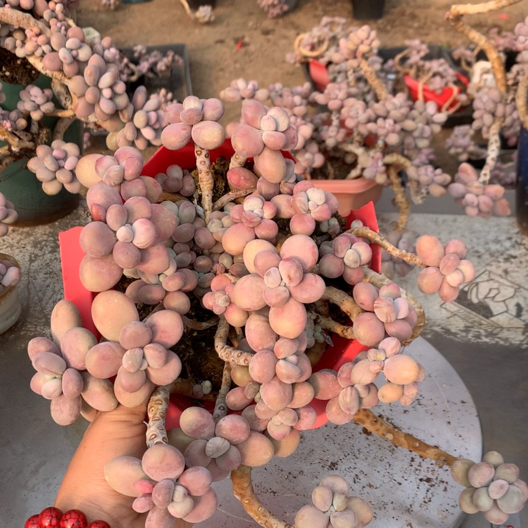 桃蛋老桩不带盆46号