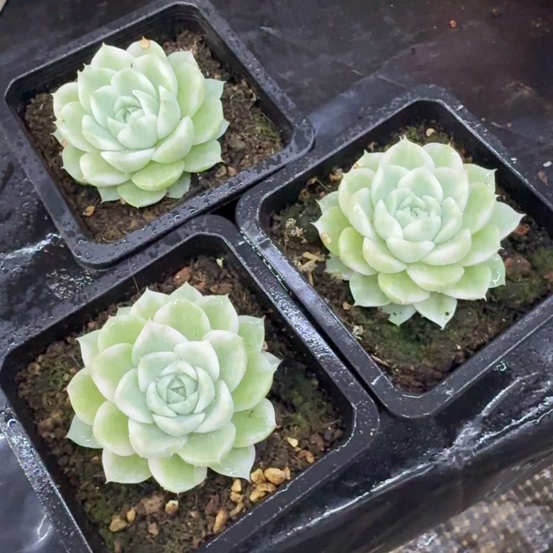 珈***煜一颗的极高瓷白麦秆锦