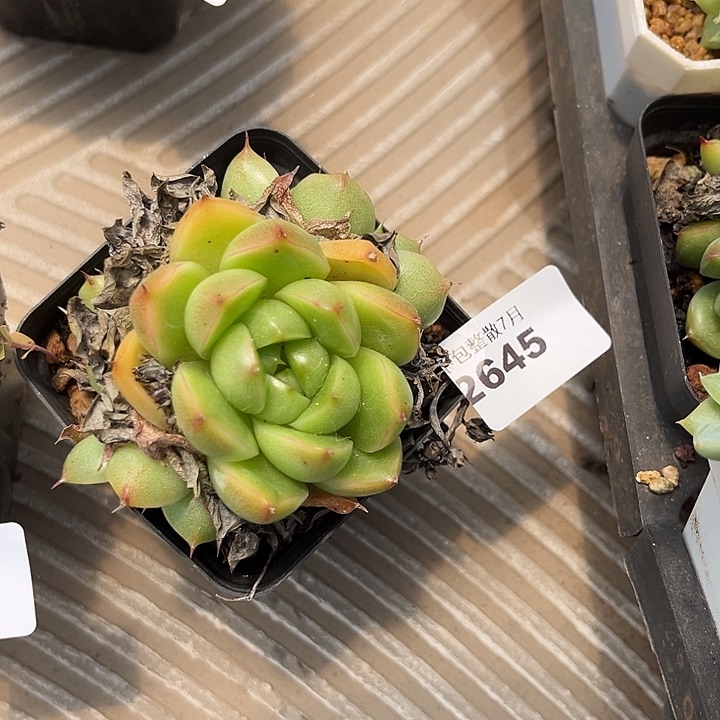 阿雅园艺。     2645