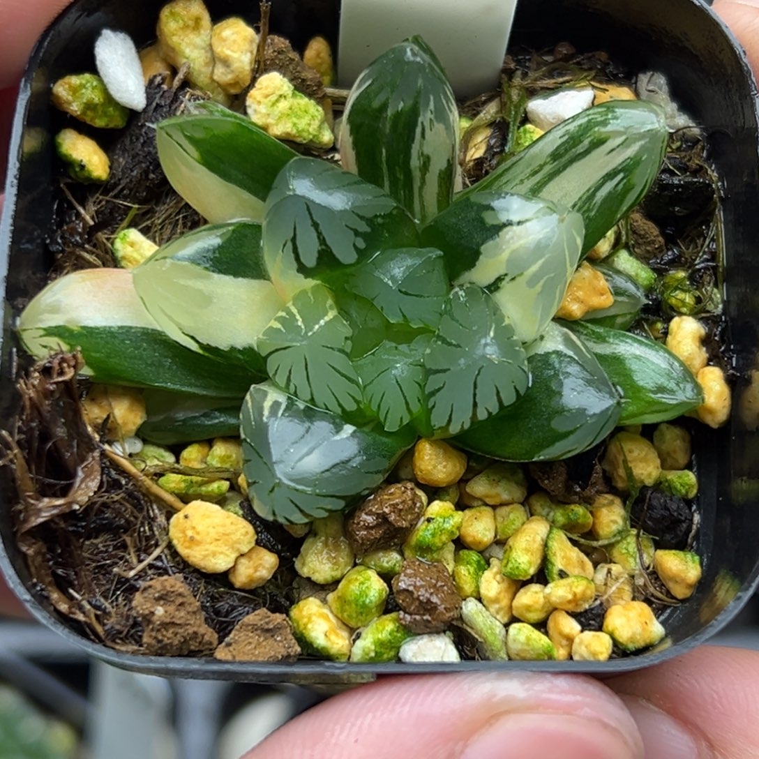 37老川玉露锦一物一拍