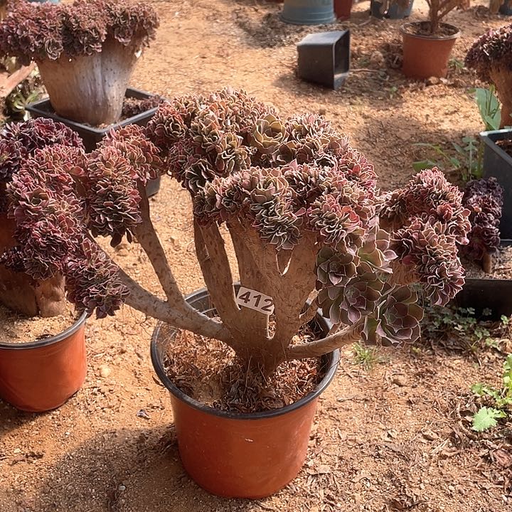 412多肉缀化38-1 脱土包邮下单请告知直播留货