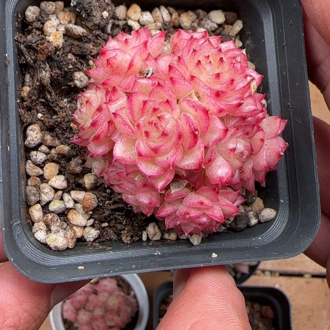 一物一拍麦秆珍妮07279