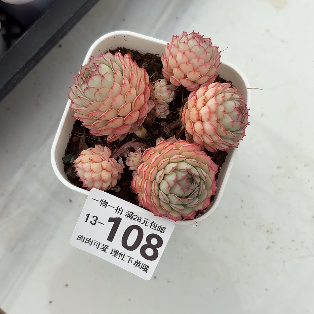 小红船无盆无发货无