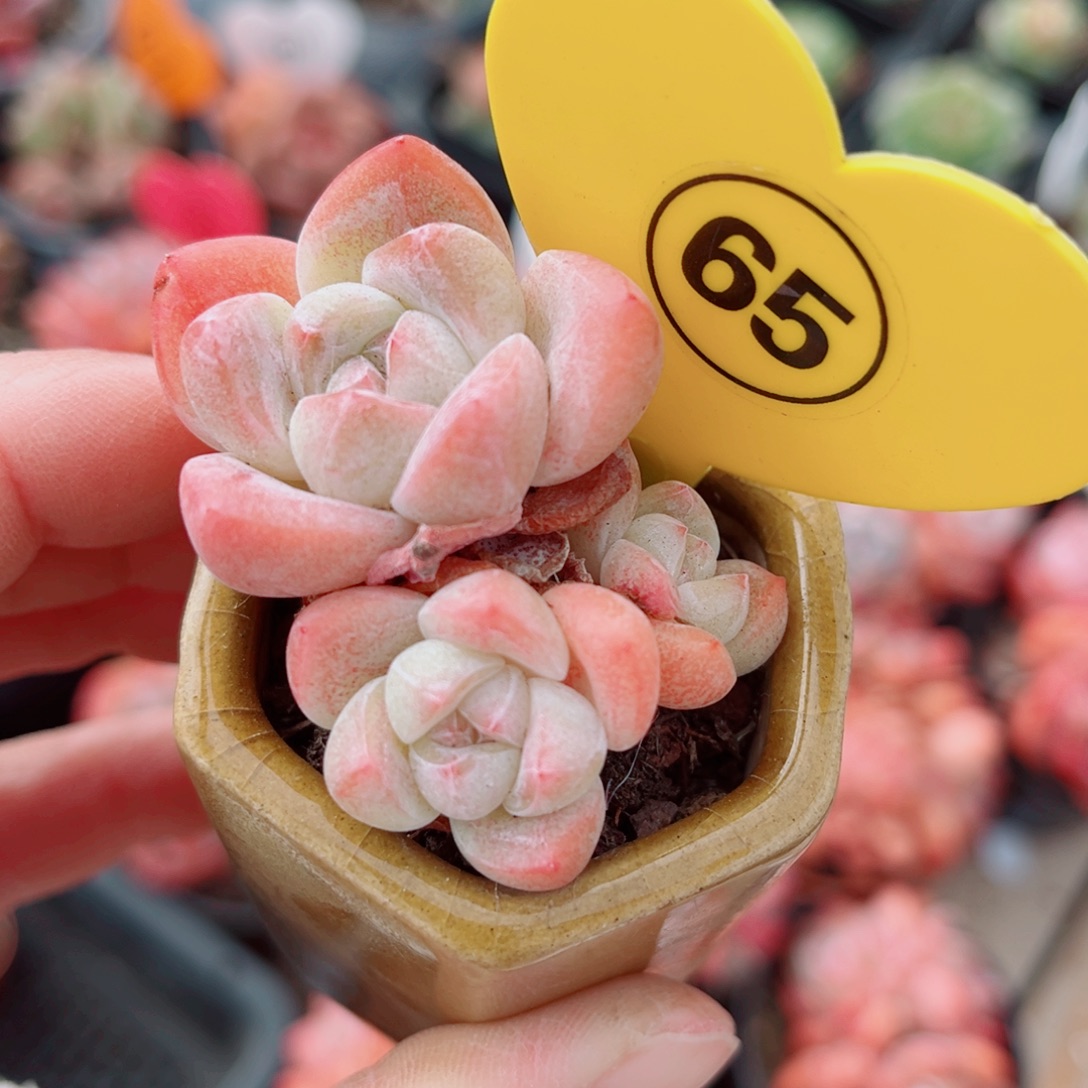 65号小老桩冰玉群