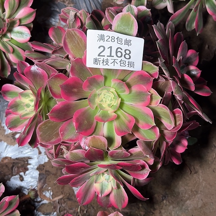 2168七彩石多肉植物