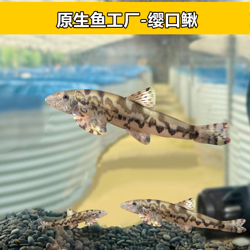 缨口鳅工具鱼冷水观赏鱼小清道夫除鱼便吃藻擦玻璃观赏鱼