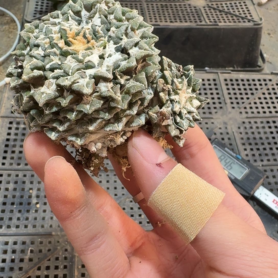 493号仙人球萝卜根