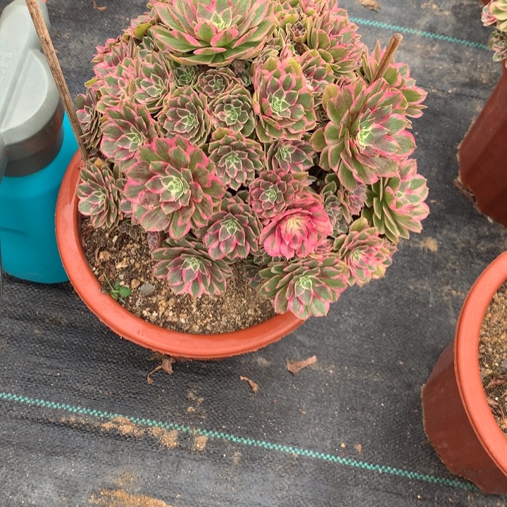 828孔雀翎多肉植物特价