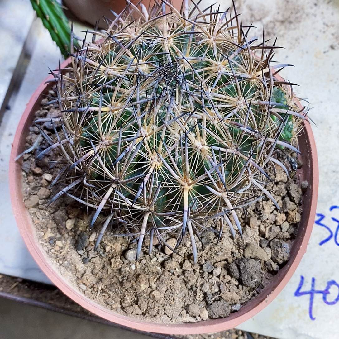 无花朵虎花1111111111111个