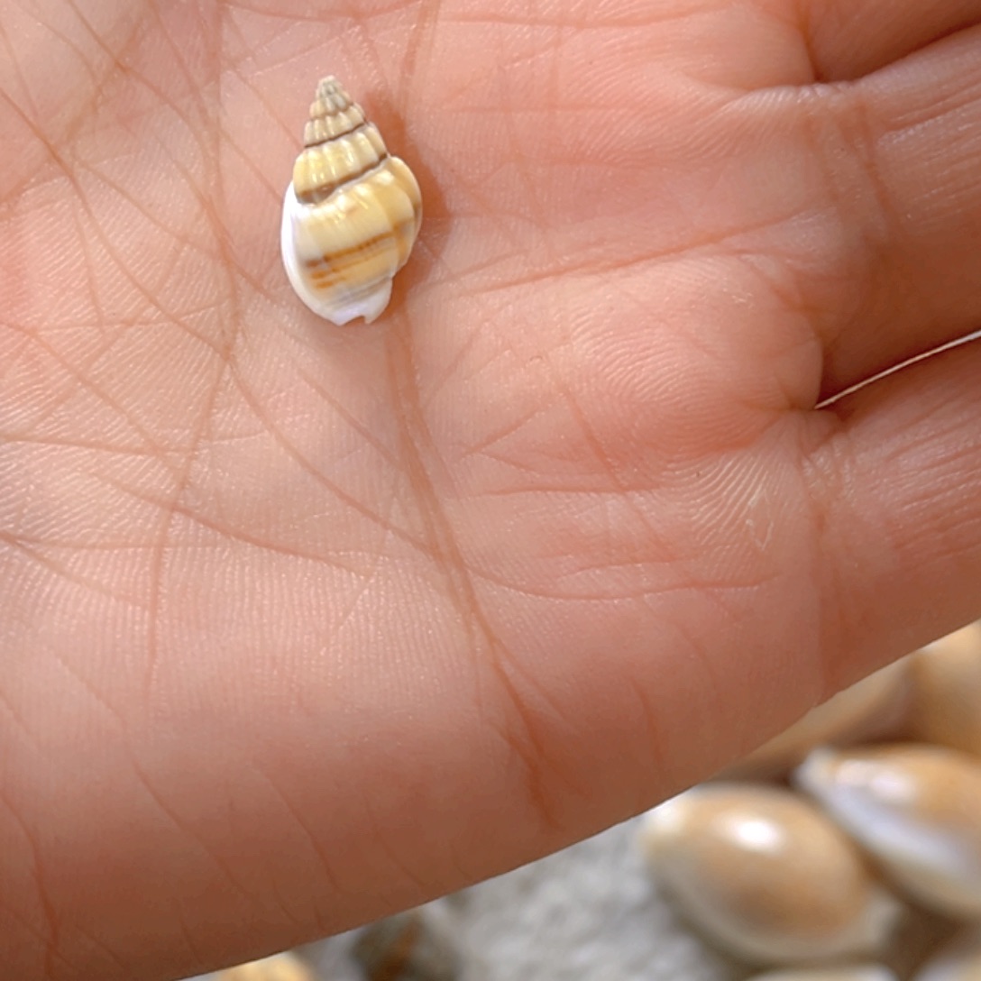 大理石磁石咖*茶天然贝壳海螺批发零售