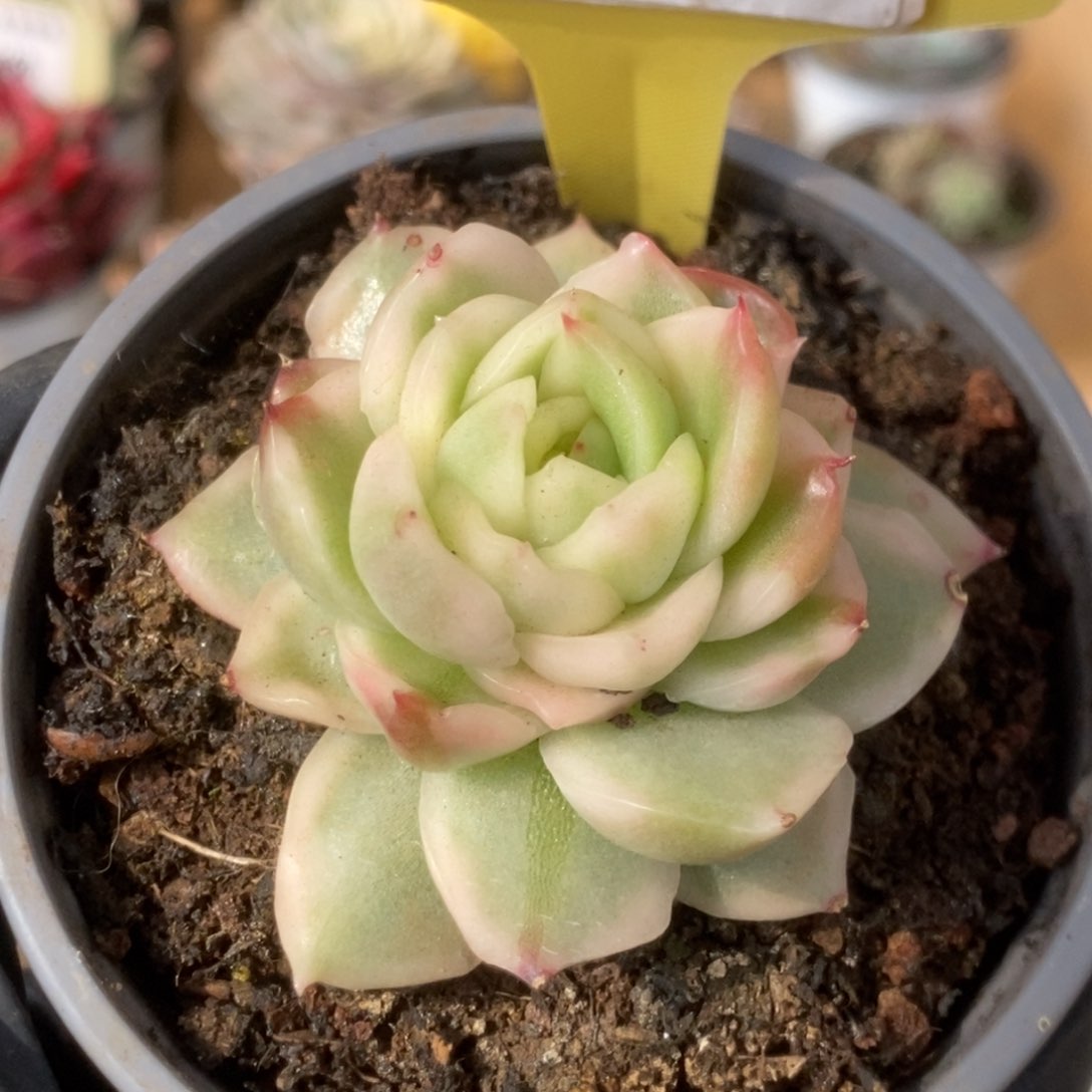 561碧浪锦锦锦锦锦锦