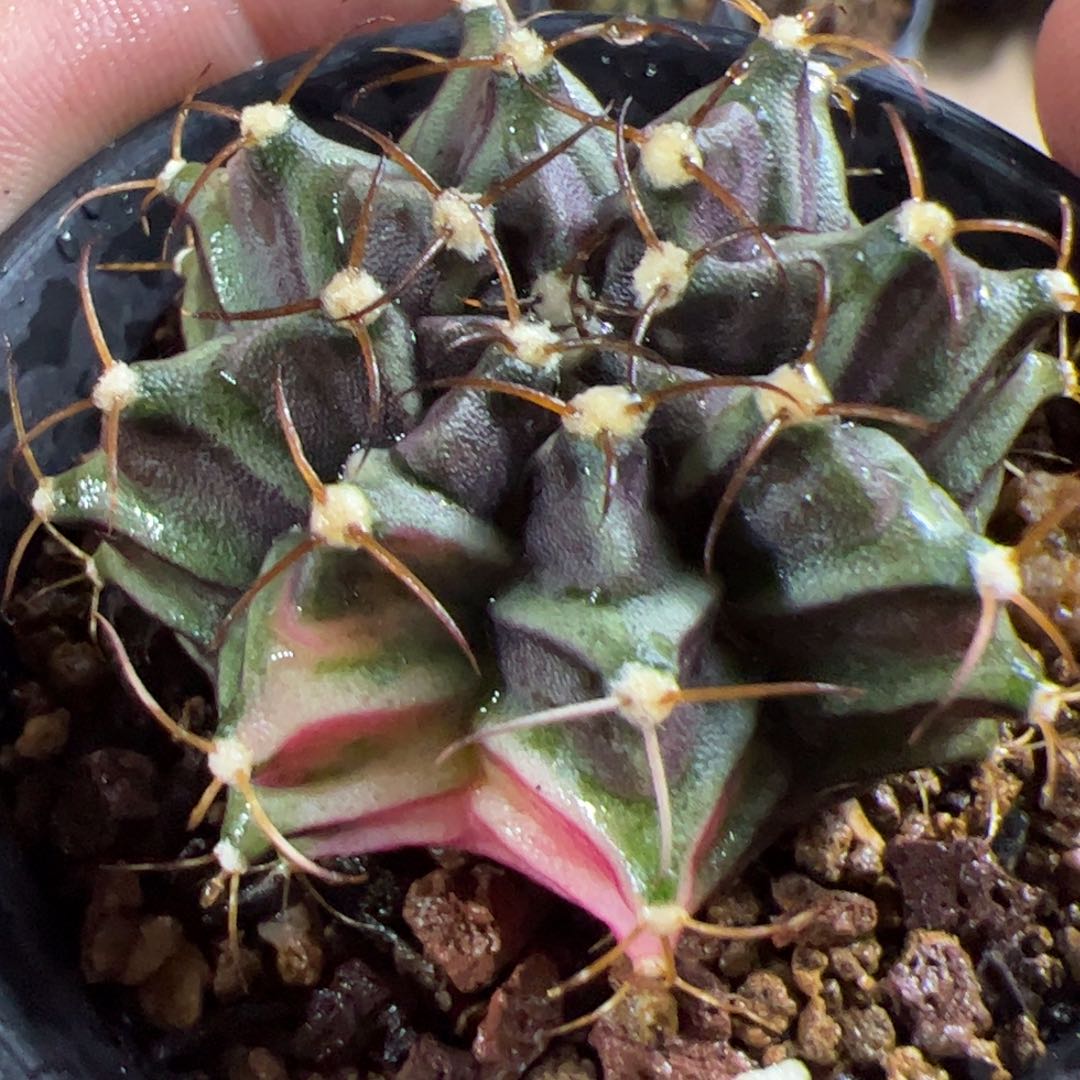 当前无花栽培后可以开花726