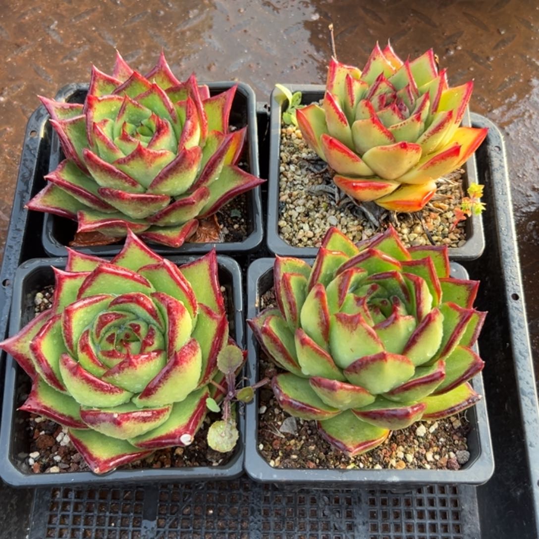 多肉精选编号0114.350