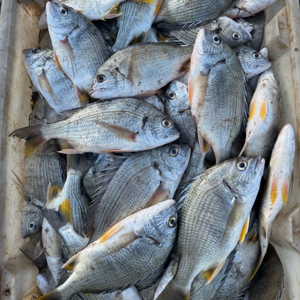 湛江新鲜黄角立鱼当天捕捞现称