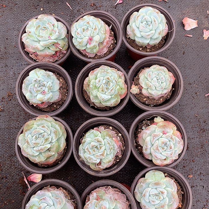 依琳哈哈哈哈哈哈哈哈