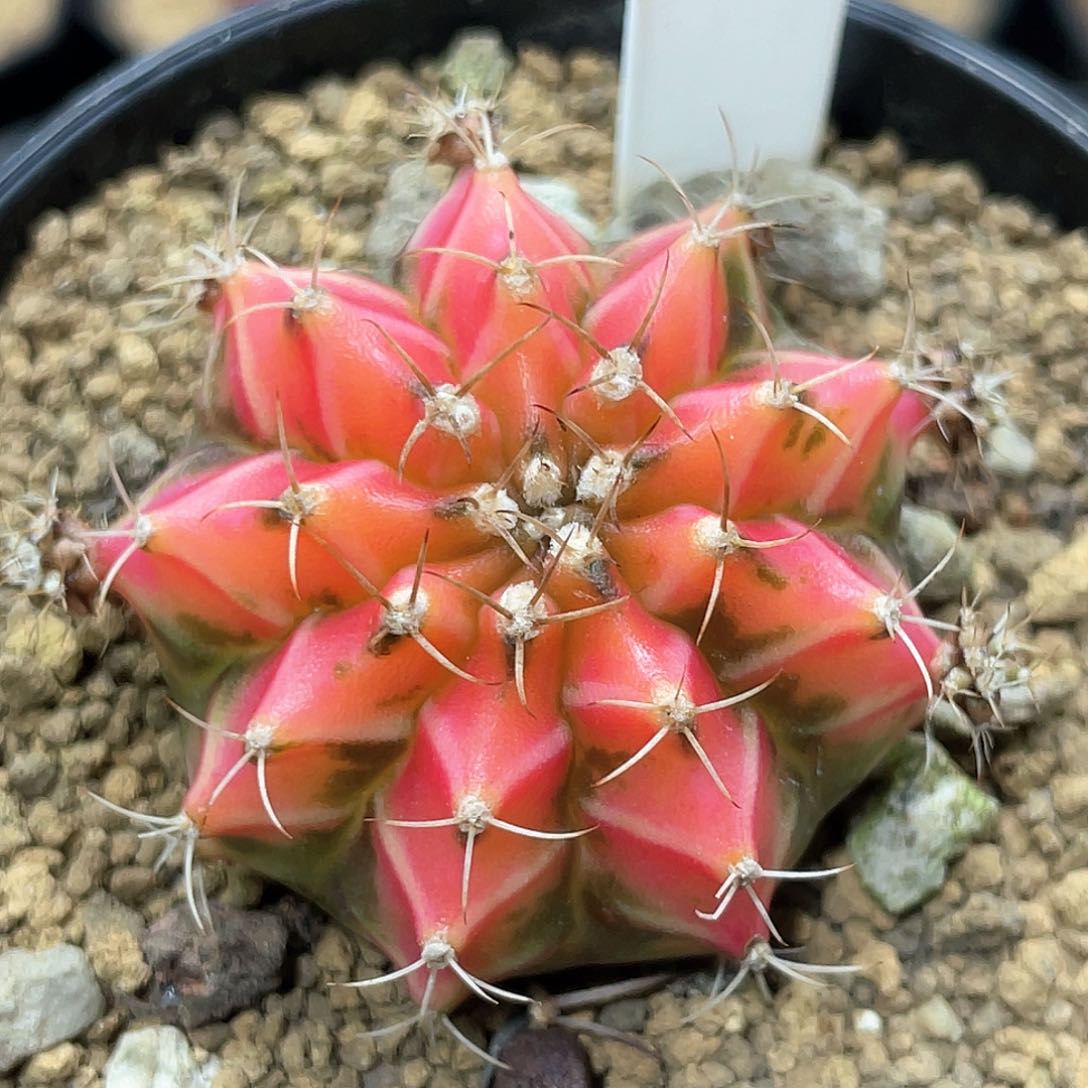 泰系名品侧芽，水蜜桃