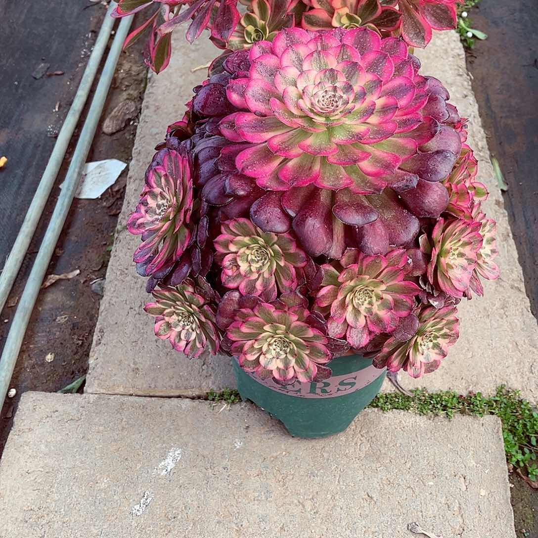 法师多肉漂亮漂亮