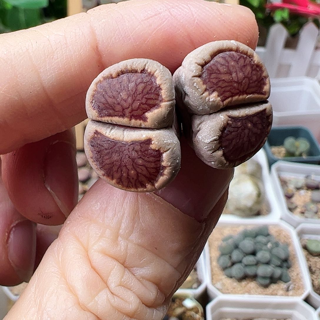 红窗菊一颗包邮…………………