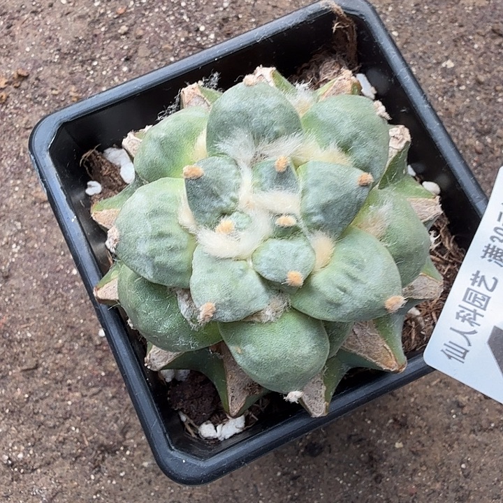 无花朵436白肌怒涛东三