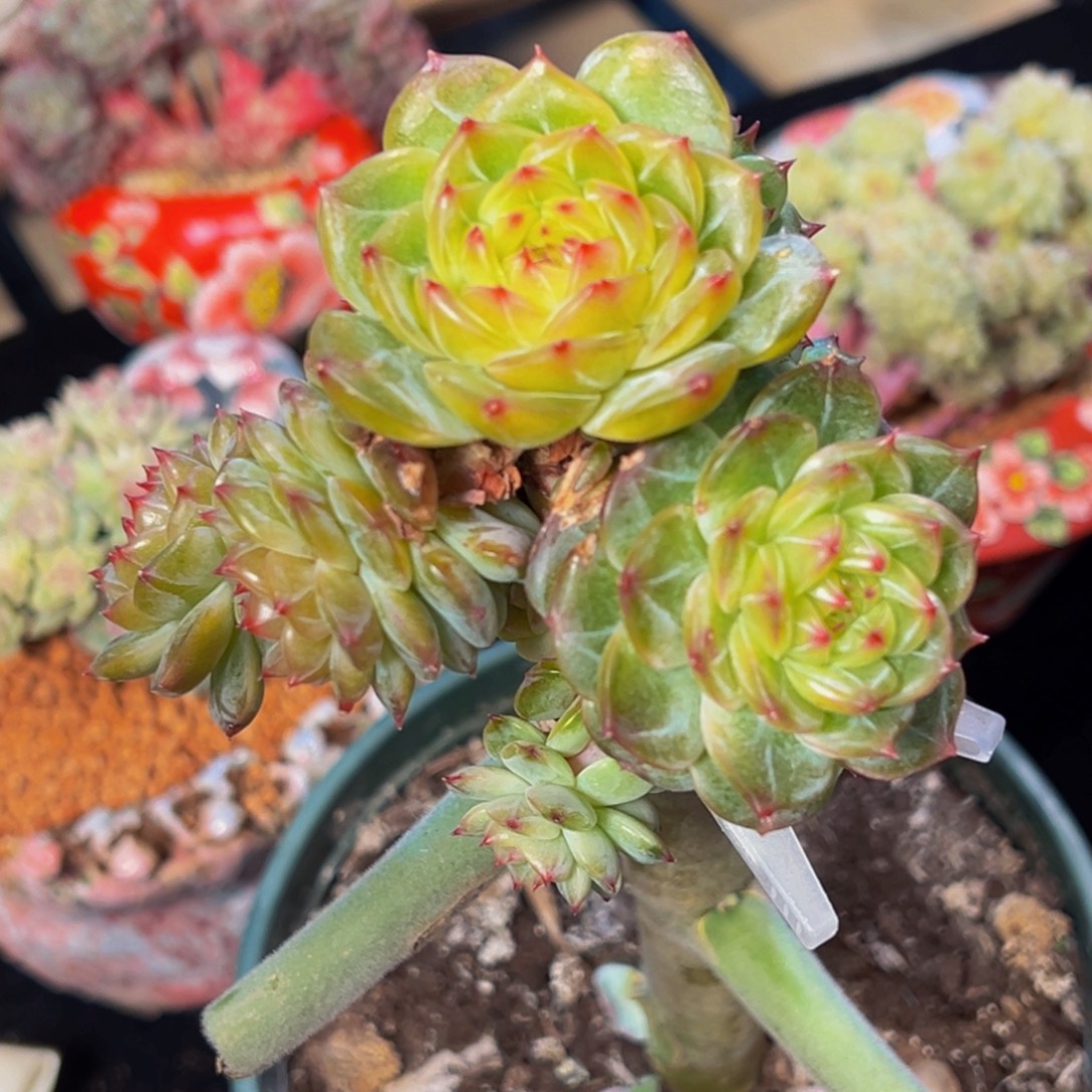 珍妮天天开心天天开心