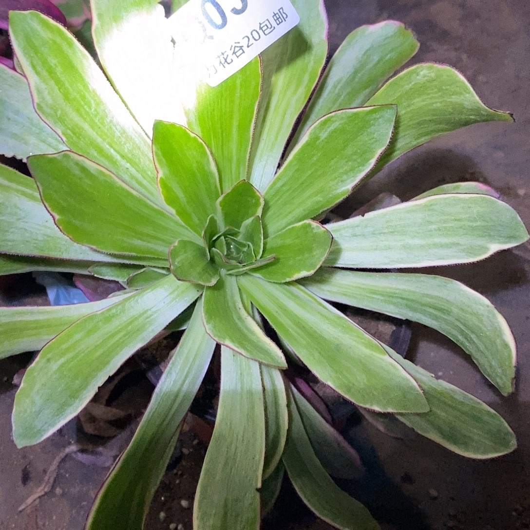 034紫嫣多肉植物