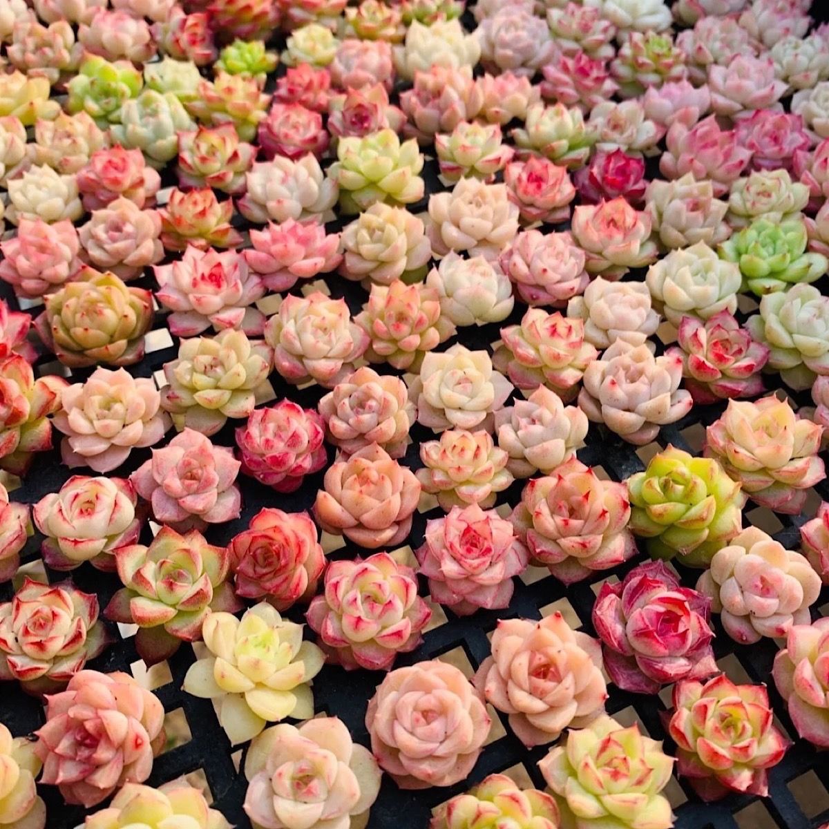 杂交多肉保底50颗以上（随机混发品种）