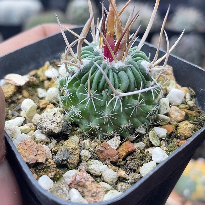 实生强刺喷泉振武玉