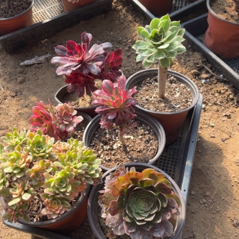 202多肉植物组合