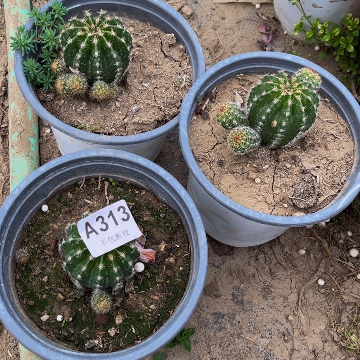 313球球不指定品种