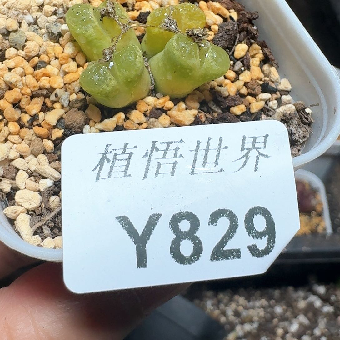 829盒多肉植物哇吃饭