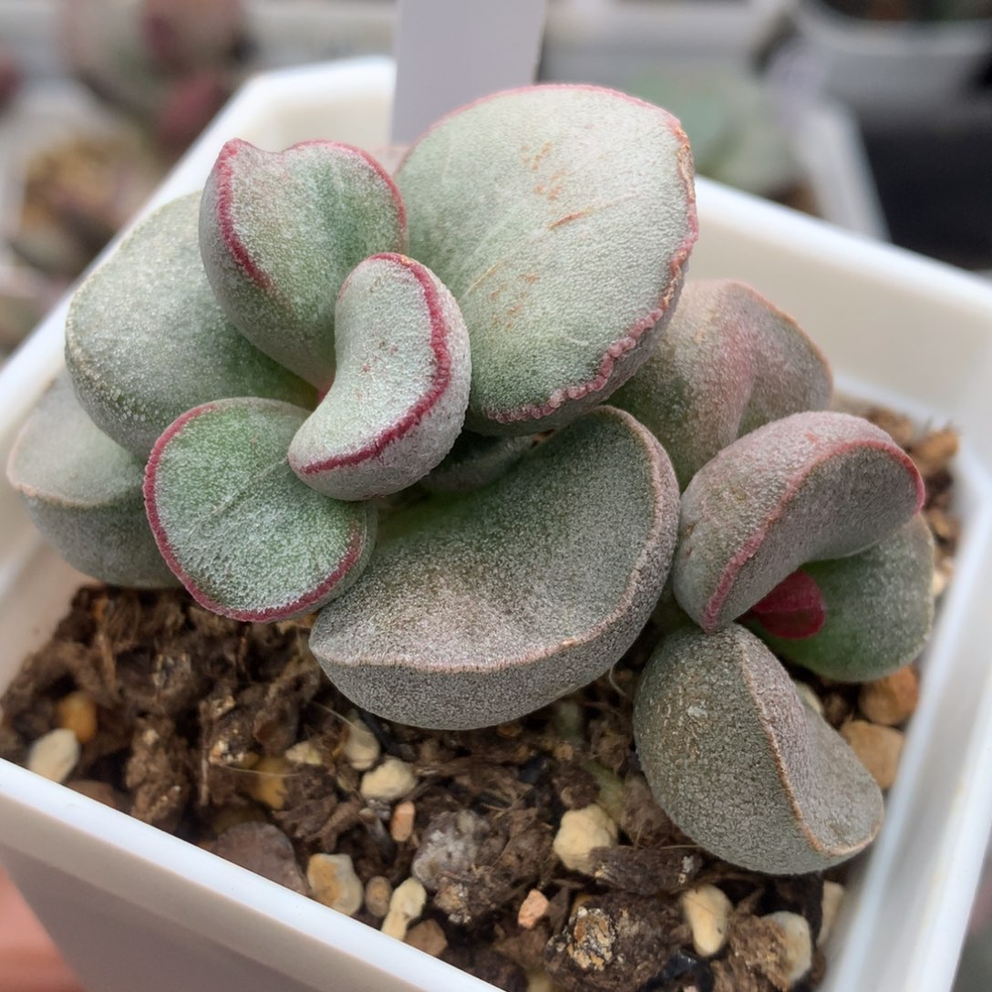 白雪公主 成株植物